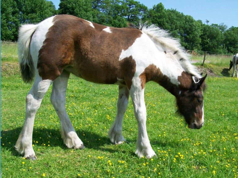 Afbeelding