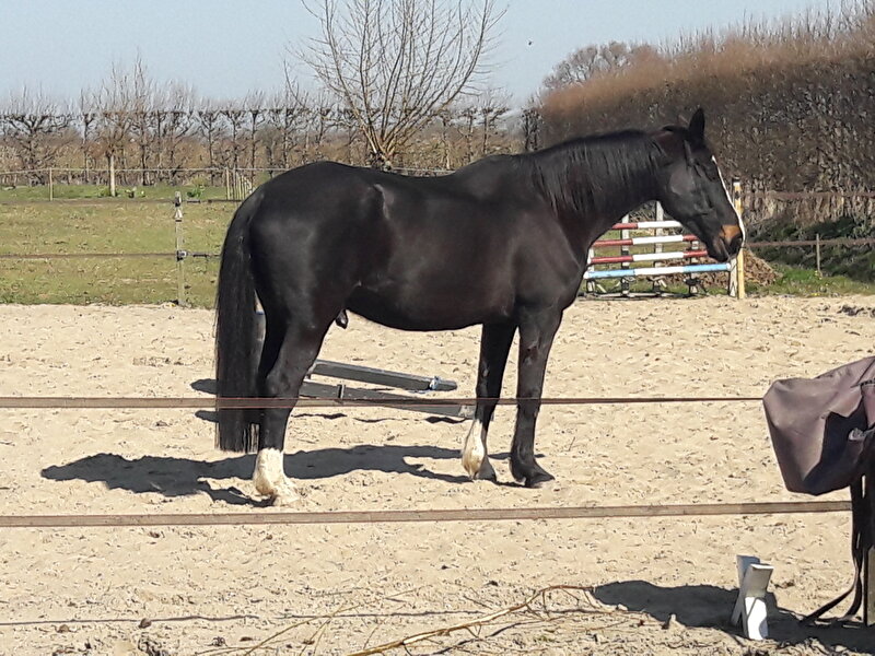 Afbeelding