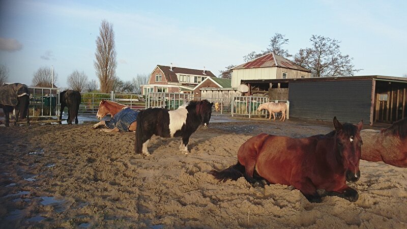 Afbeelding