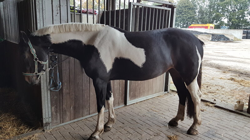 Afbeelding