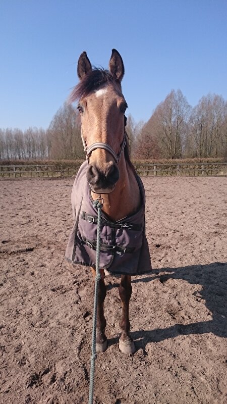 Afbeelding