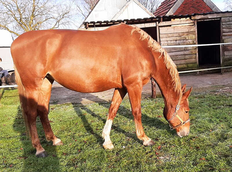 Afbeelding