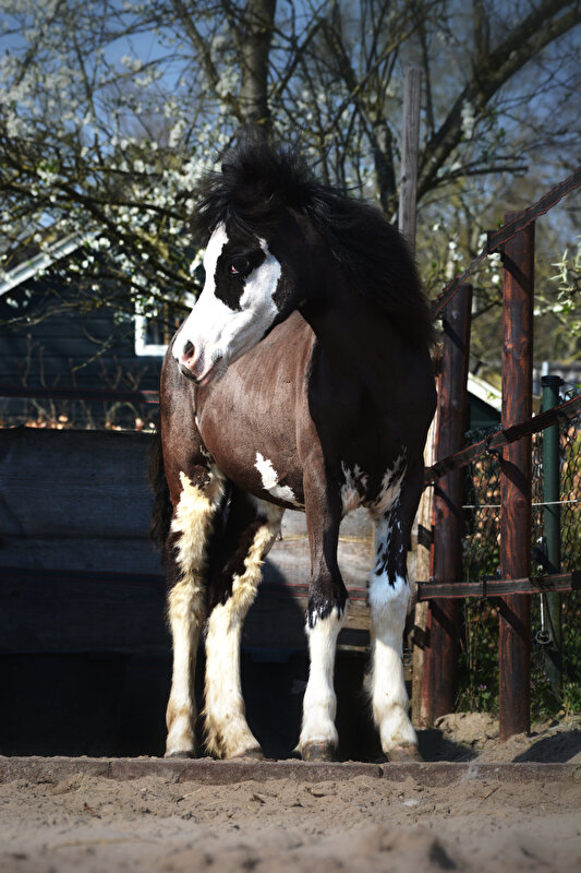 Afbeelding