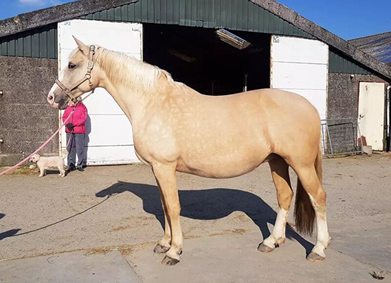 Frederiksborger x Duitse Rijpony 2.0 • Bokt.nl