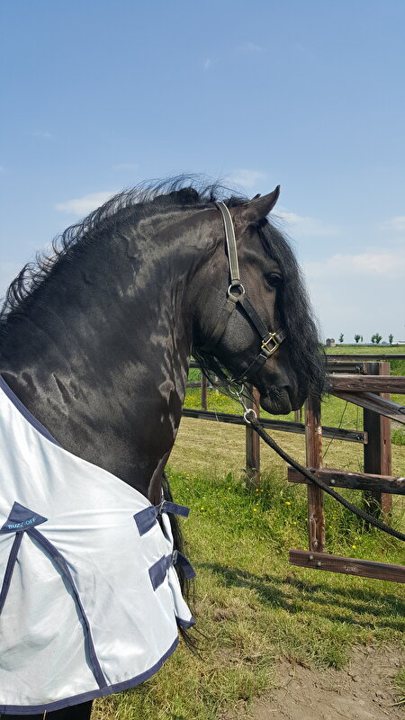 Afbeelding