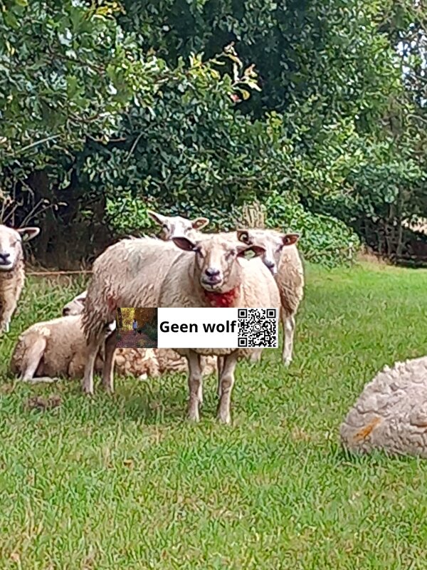 Afbeelding