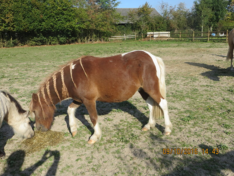 Afbeelding