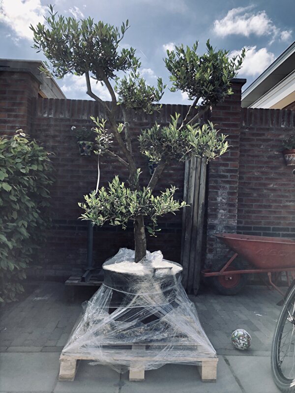 Afbeelding