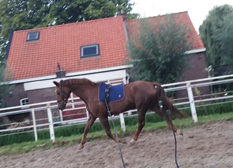 Afbeelding