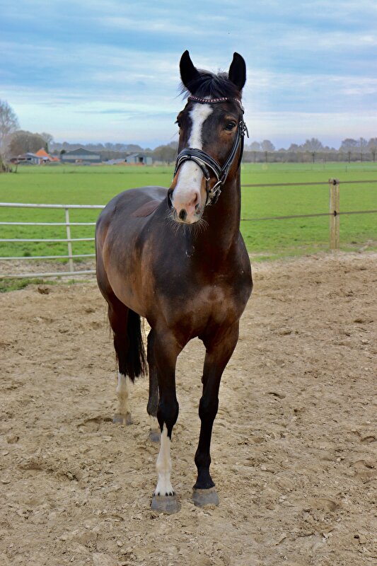 Afbeelding