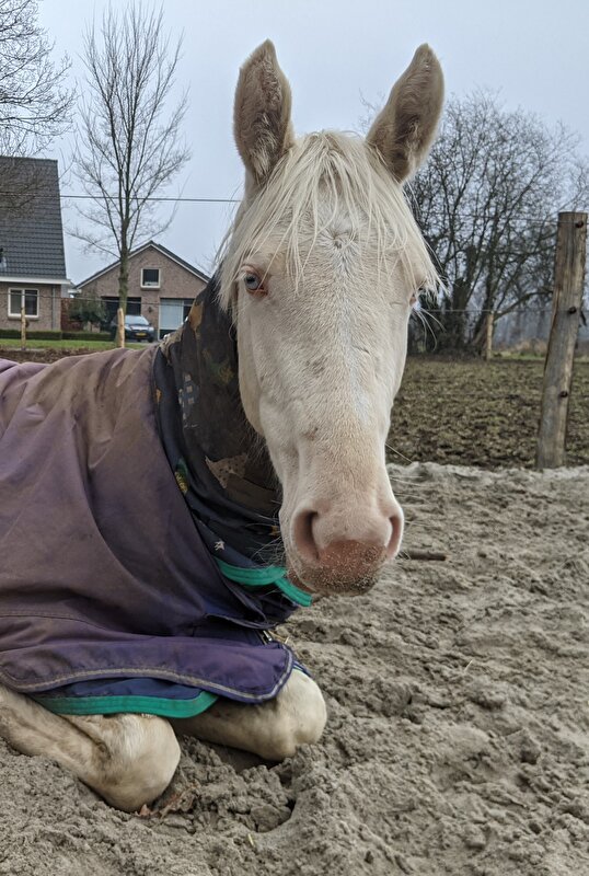 Afbeelding