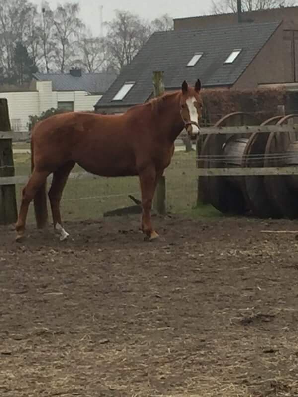 Afbeelding