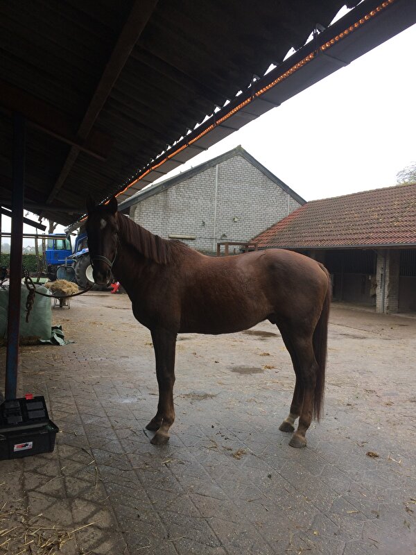 Afbeelding