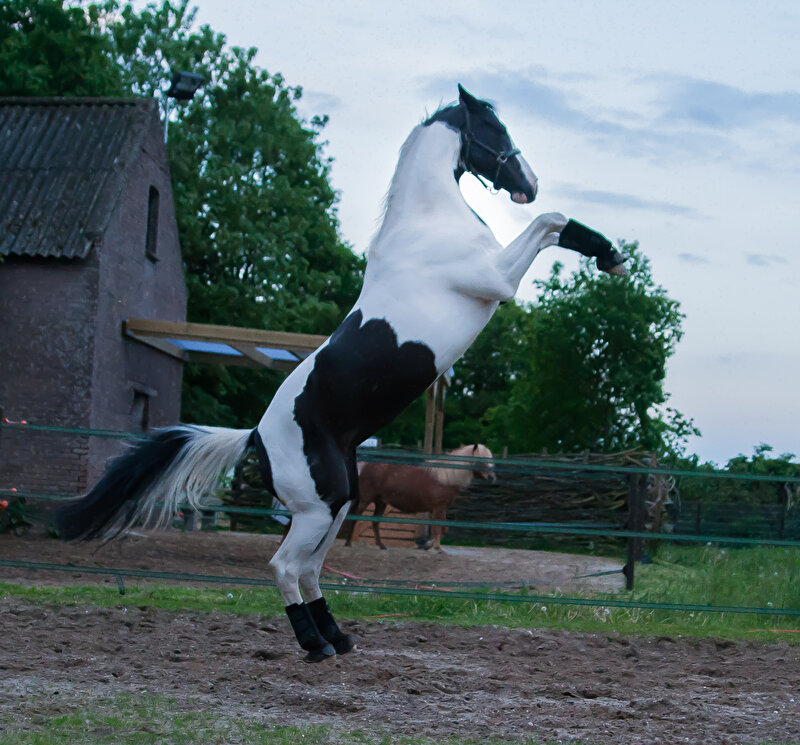 Afbeelding