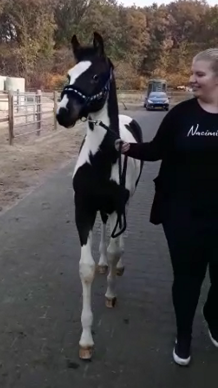 Afbeelding