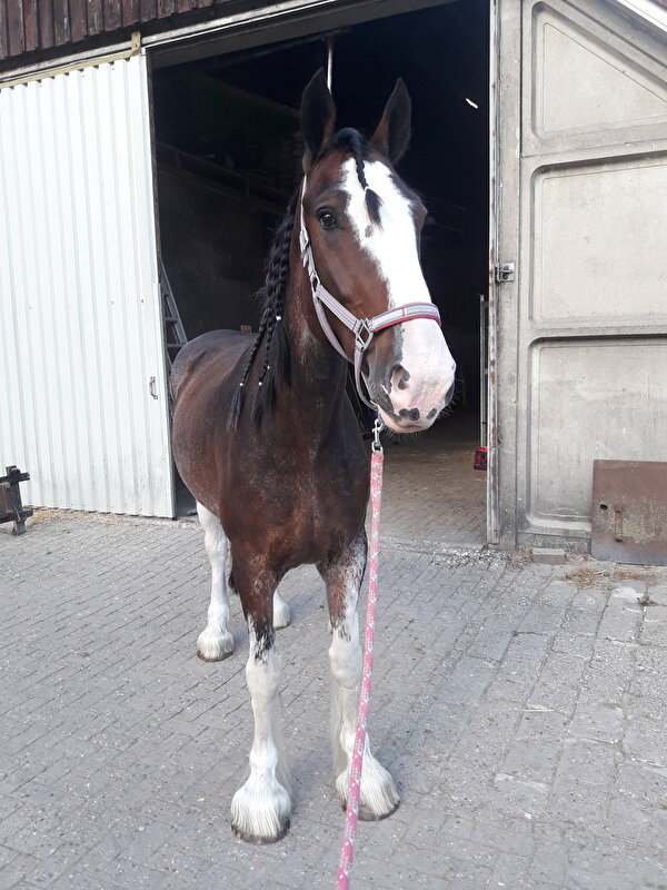 Afbeelding