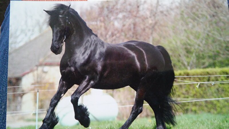 Afbeelding