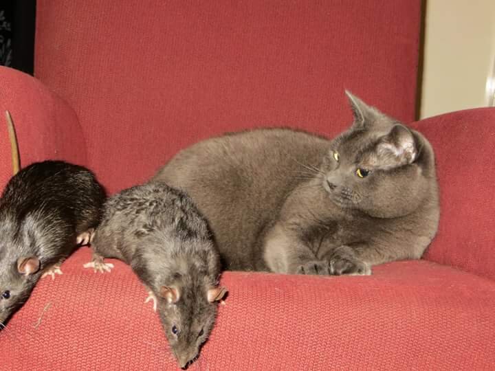 Ratten en katten? • Bokt.nl