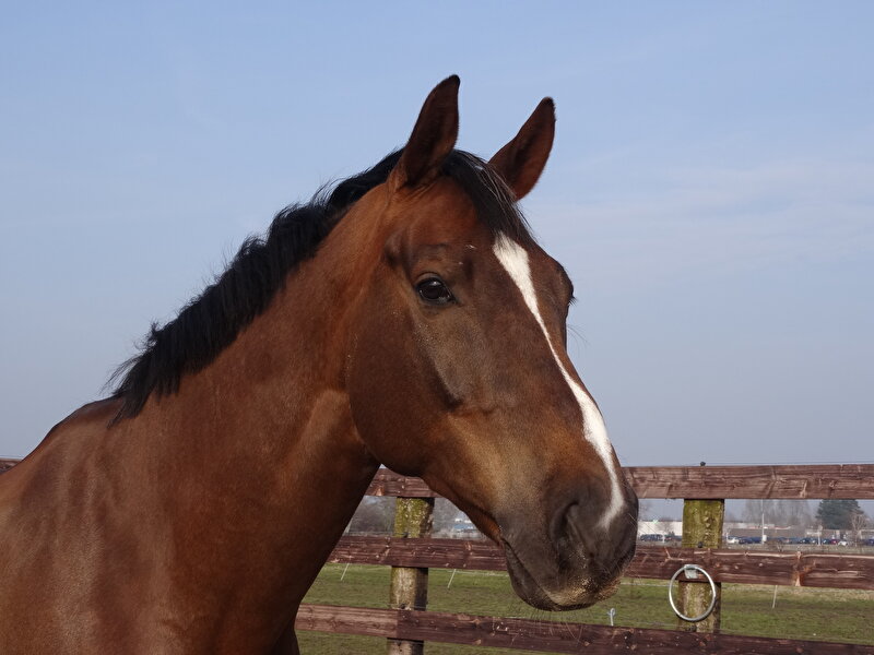 Afbeelding