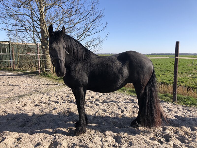 Afbeelding