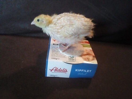 Afbeelding