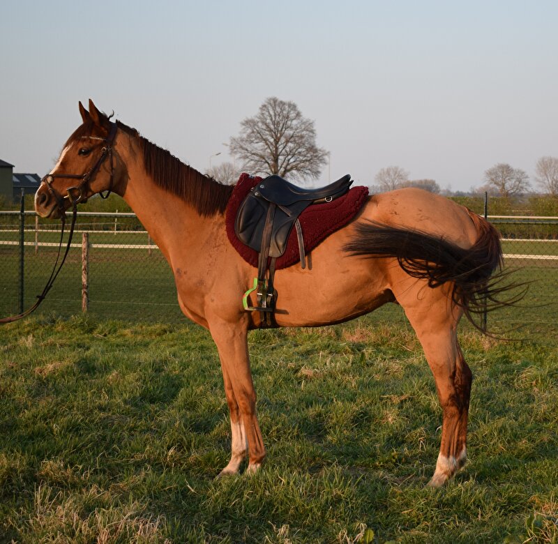 Afbeelding
