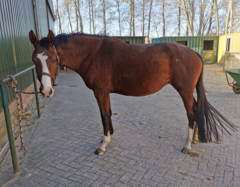 Afbeelding