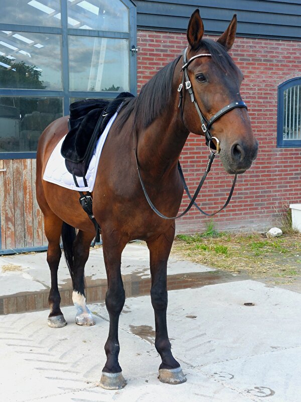 Afbeelding