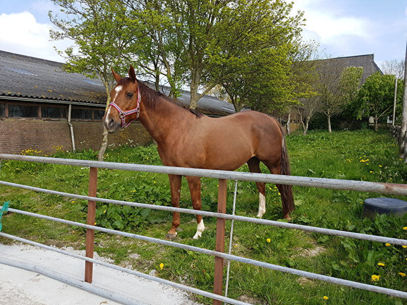 Afbeelding