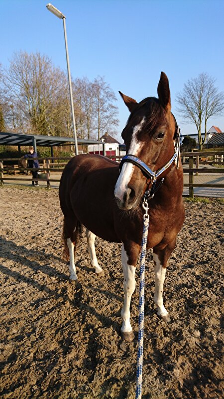 Afbeelding