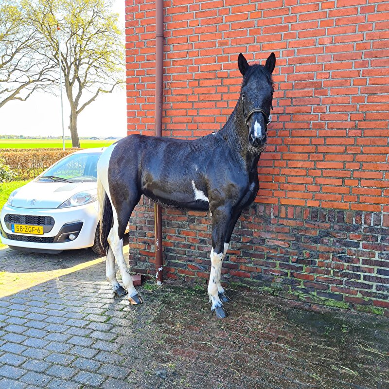 Afbeelding