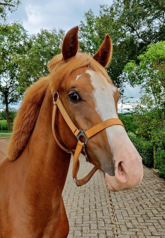 Afbeelding