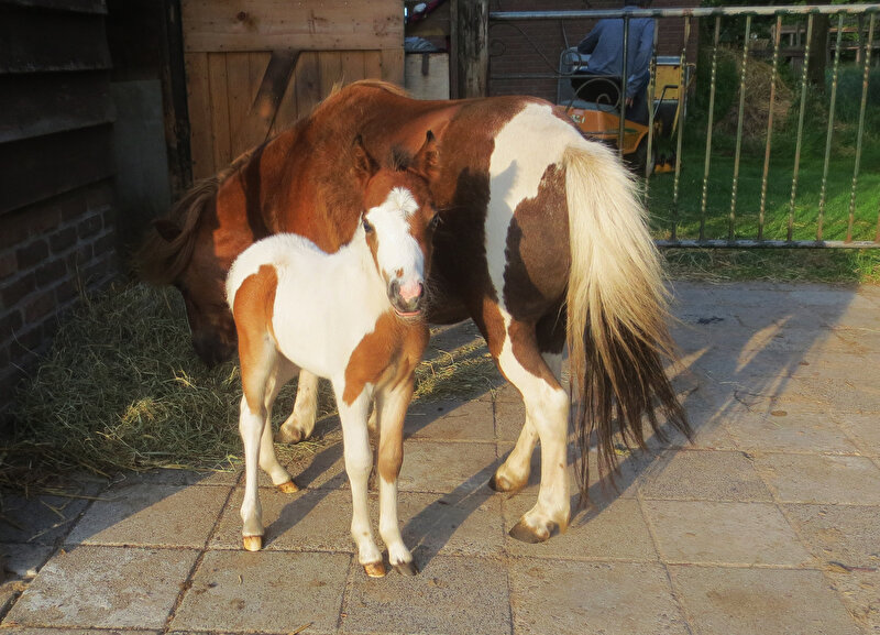 Afbeelding