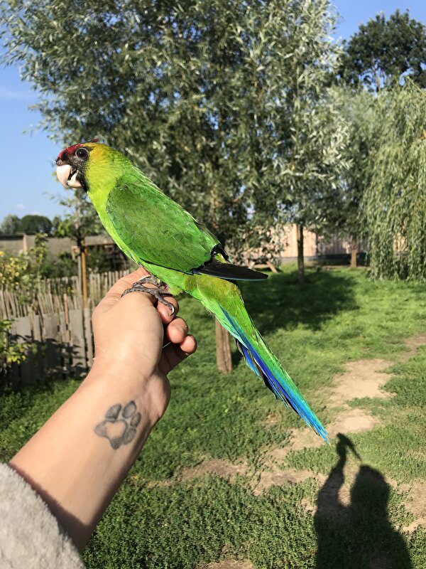 Afbeelding