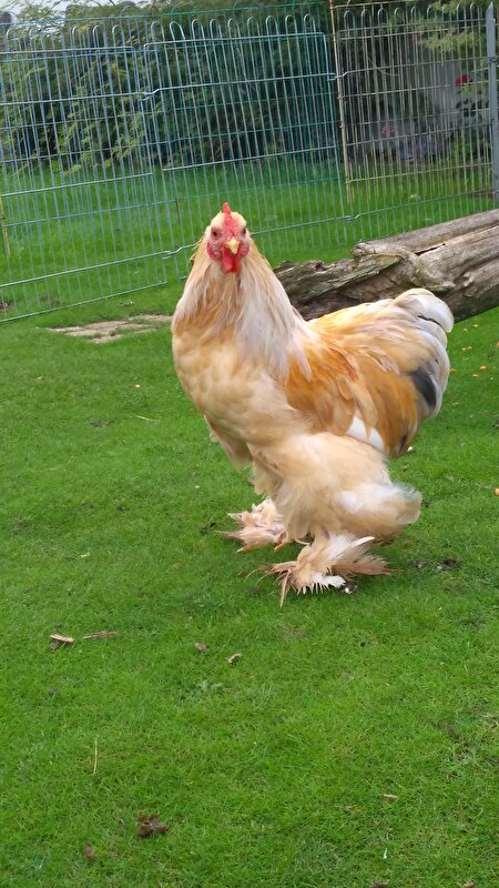 Afbeelding