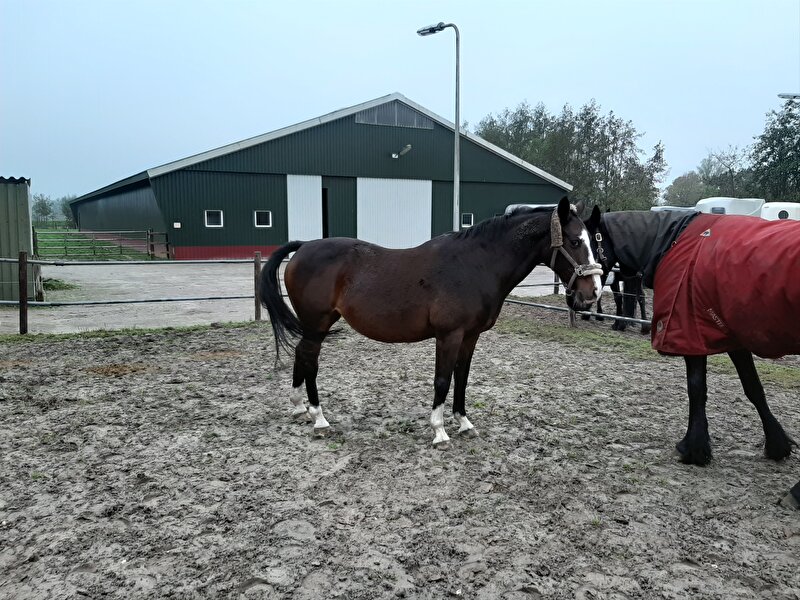 Afbeelding