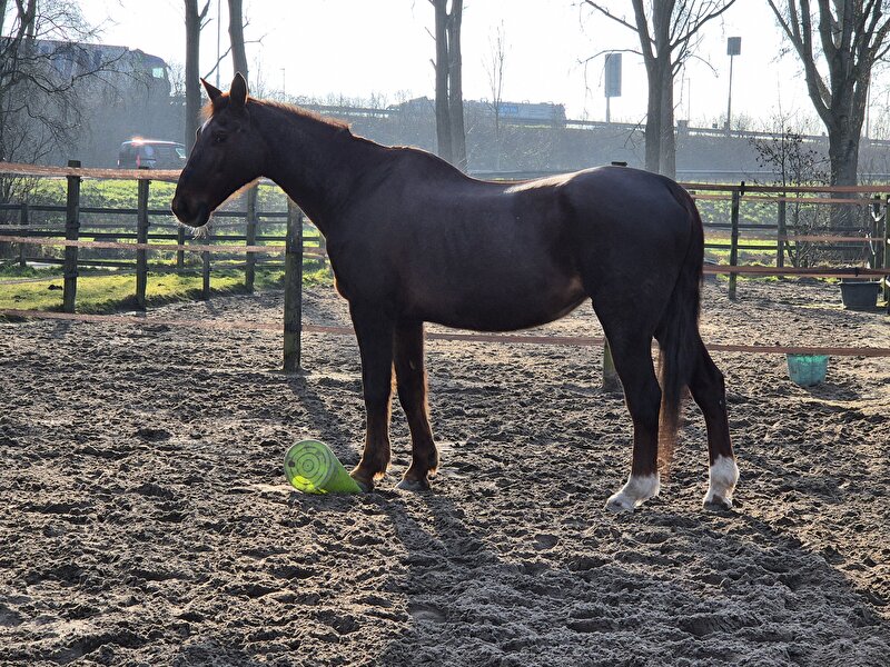 Afbeelding