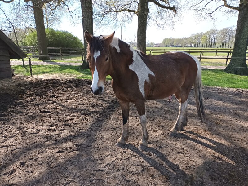 Afbeelding