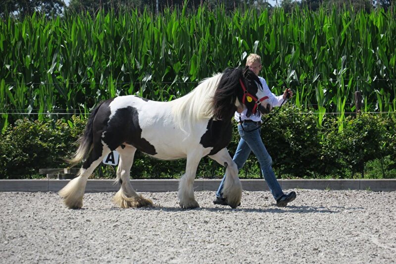 Afbeelding