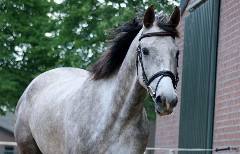 Afbeelding