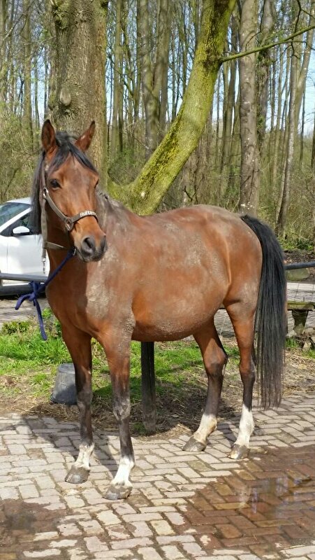 Afbeelding