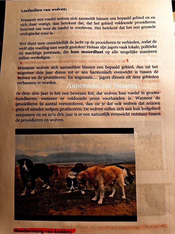 Afbeelding