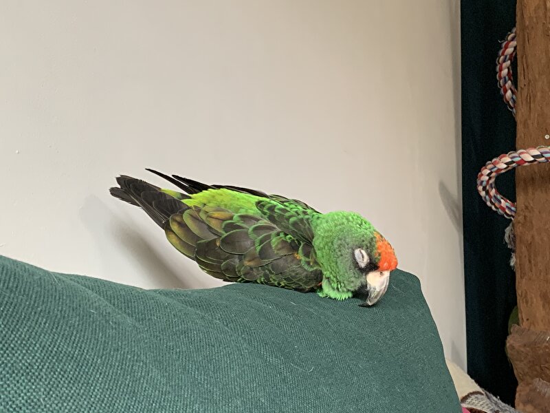 Afbeelding