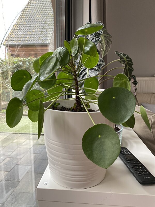 Afbeelding