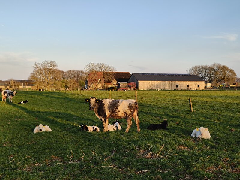 Afbeelding