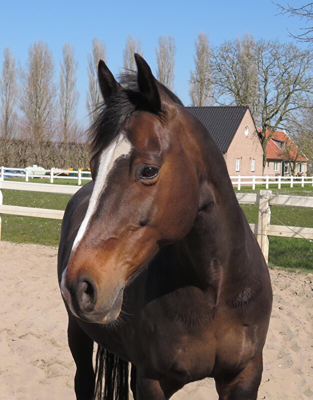 Afbeelding
