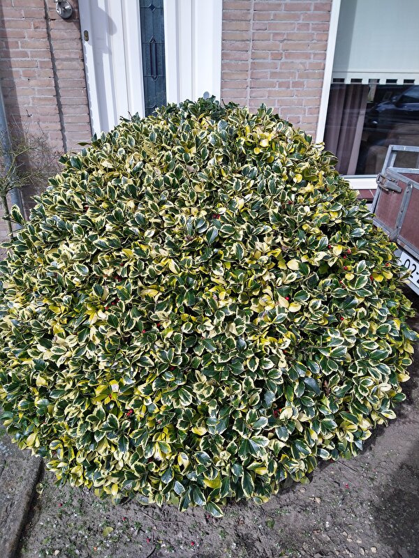 Afbeelding