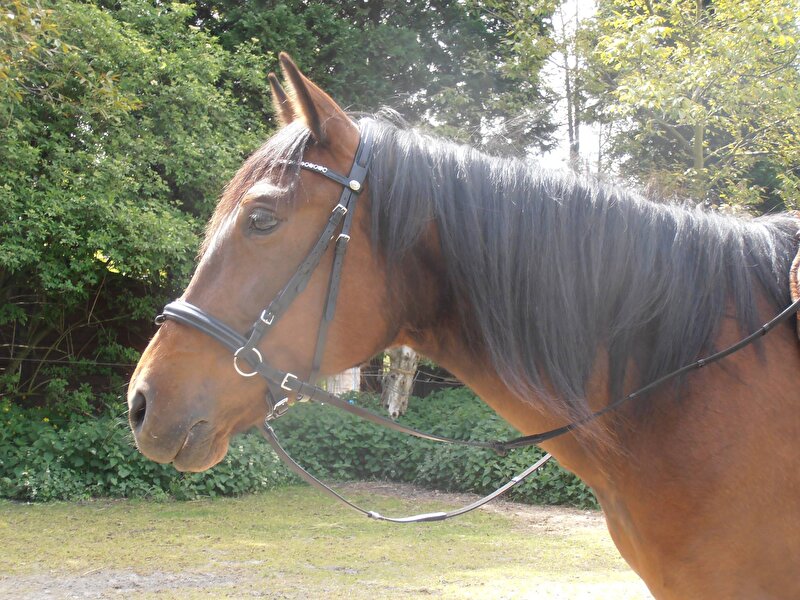 Afbeelding
