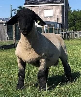 Afbeelding