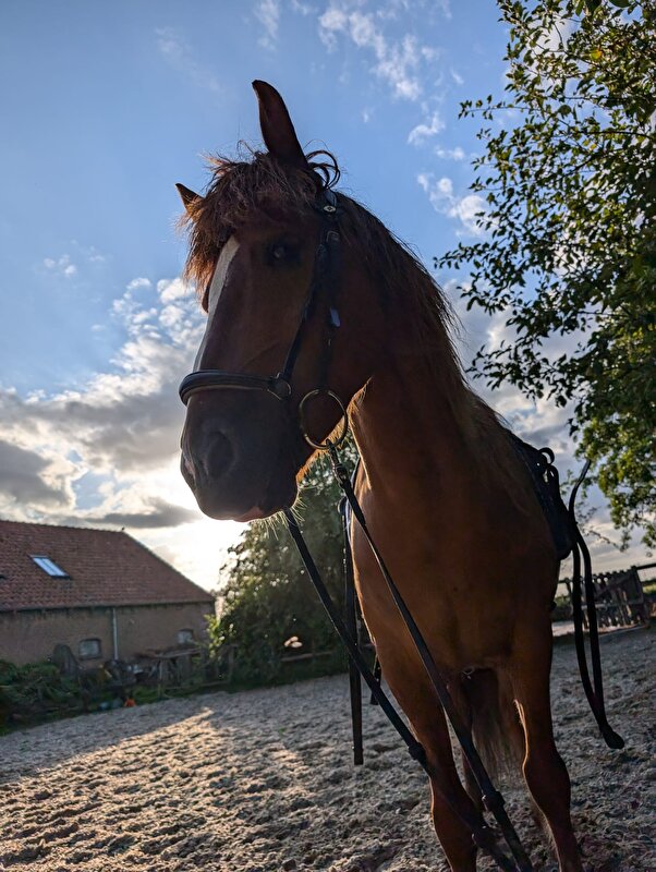 Afbeelding